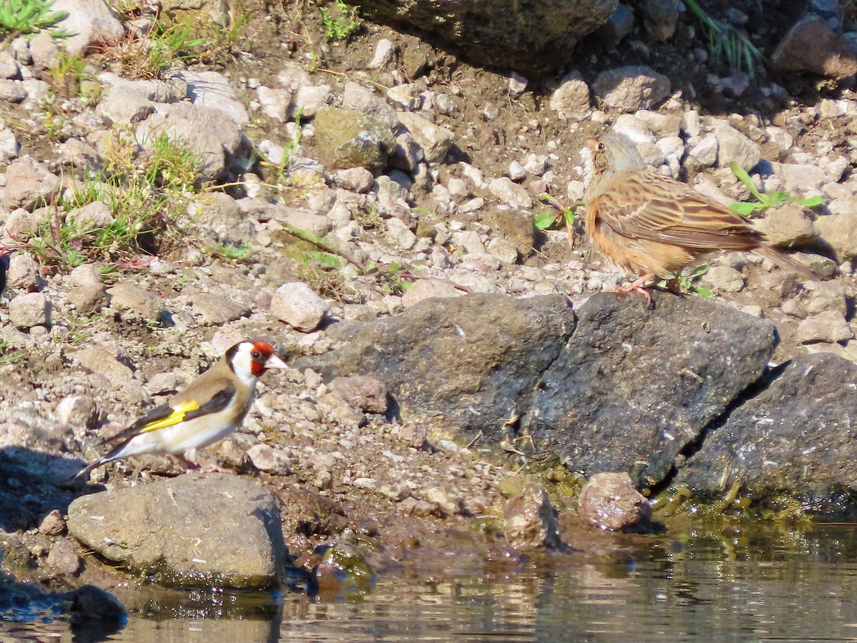 stehlík obecný - ML638435859