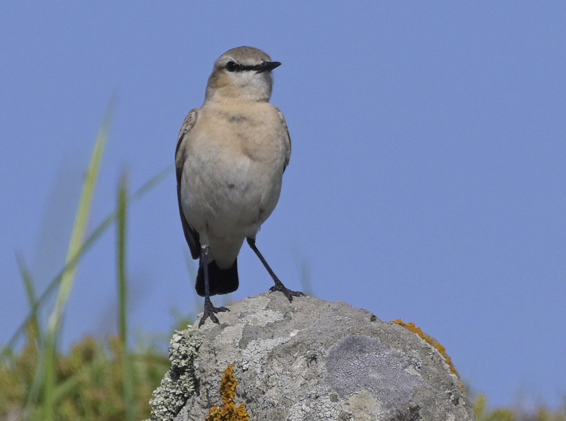 bělořit plavý - ML638435869