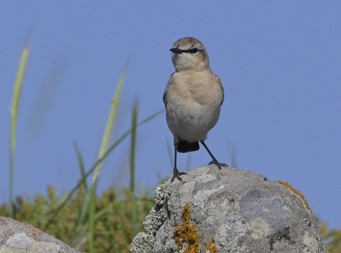 bělořit plavý - ML638435870