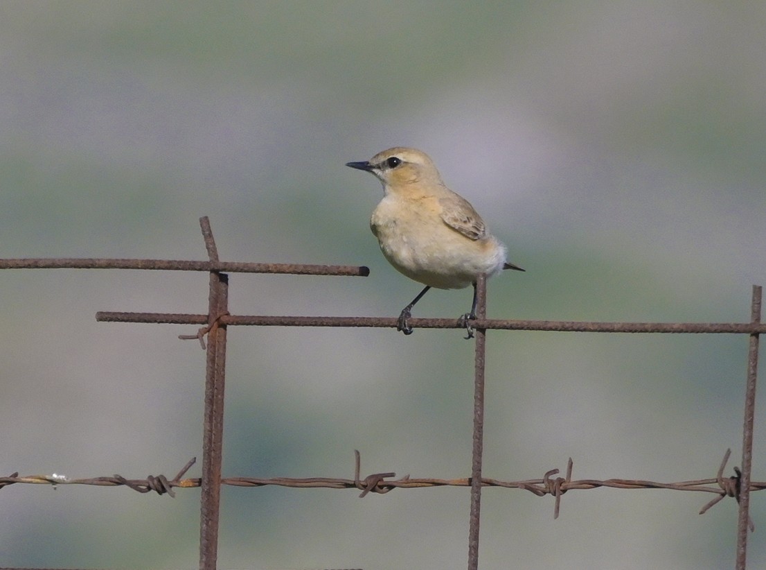 bělořit plavý - ML638435871