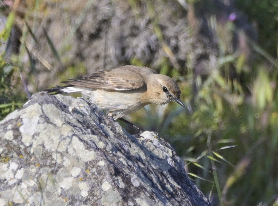 bělořit plavý - ML638435872