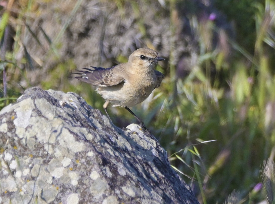 bělořit plavý - ML638435873