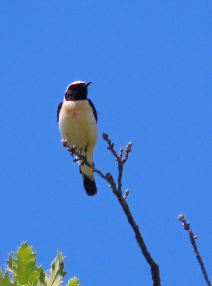 Eastern Black-eared Wheatear - ML638435925