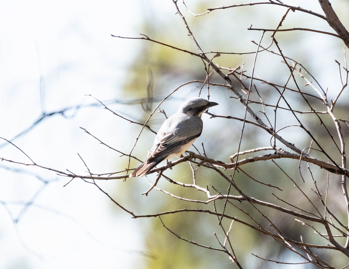 White-bellied Cuckooshrike - ML638435926