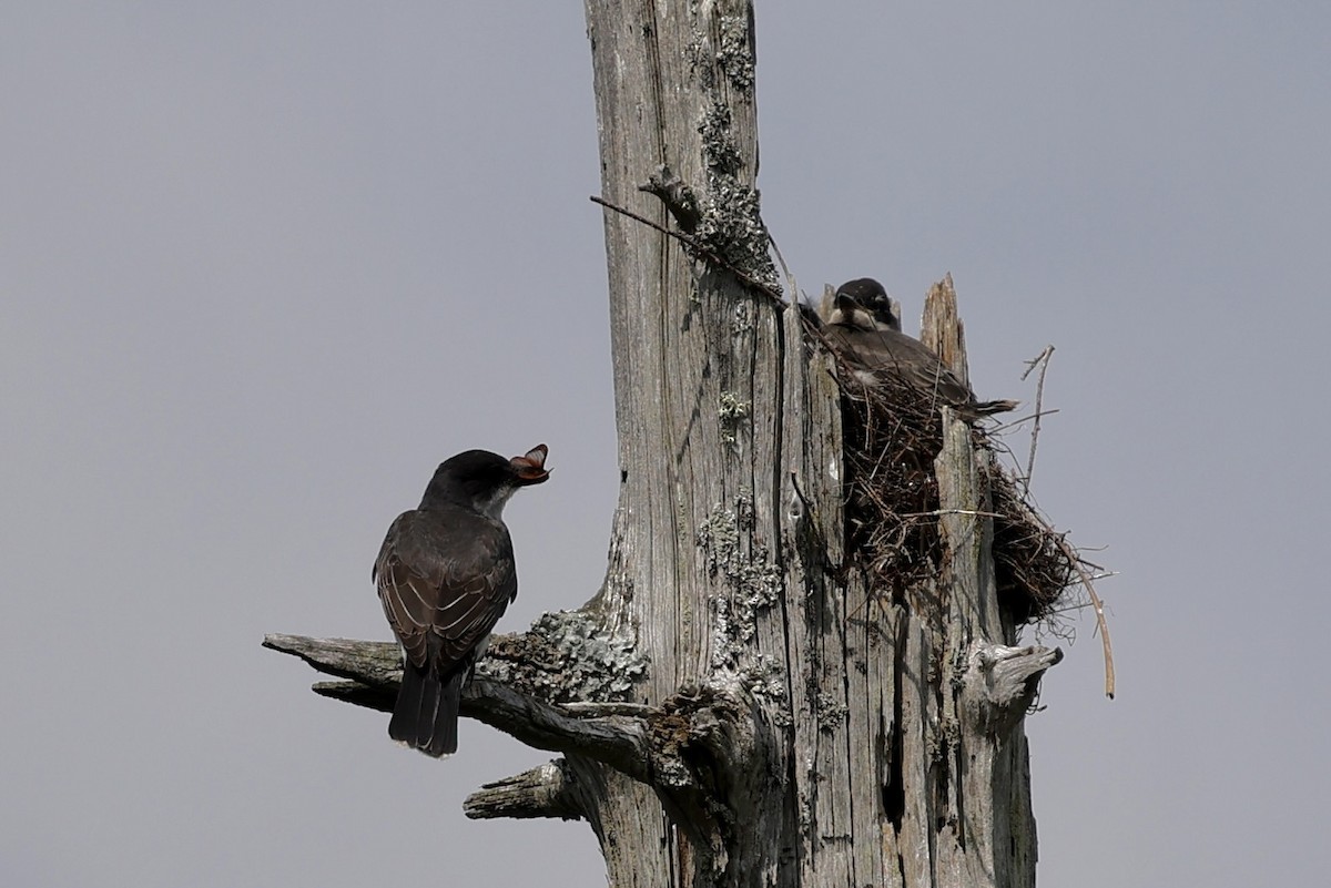 Eastern Kingbird - ML638436038