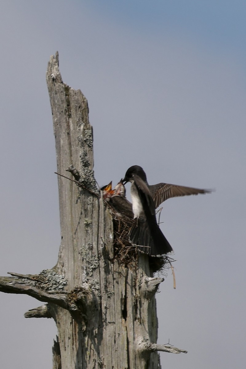 Eastern Kingbird - ML638436041
