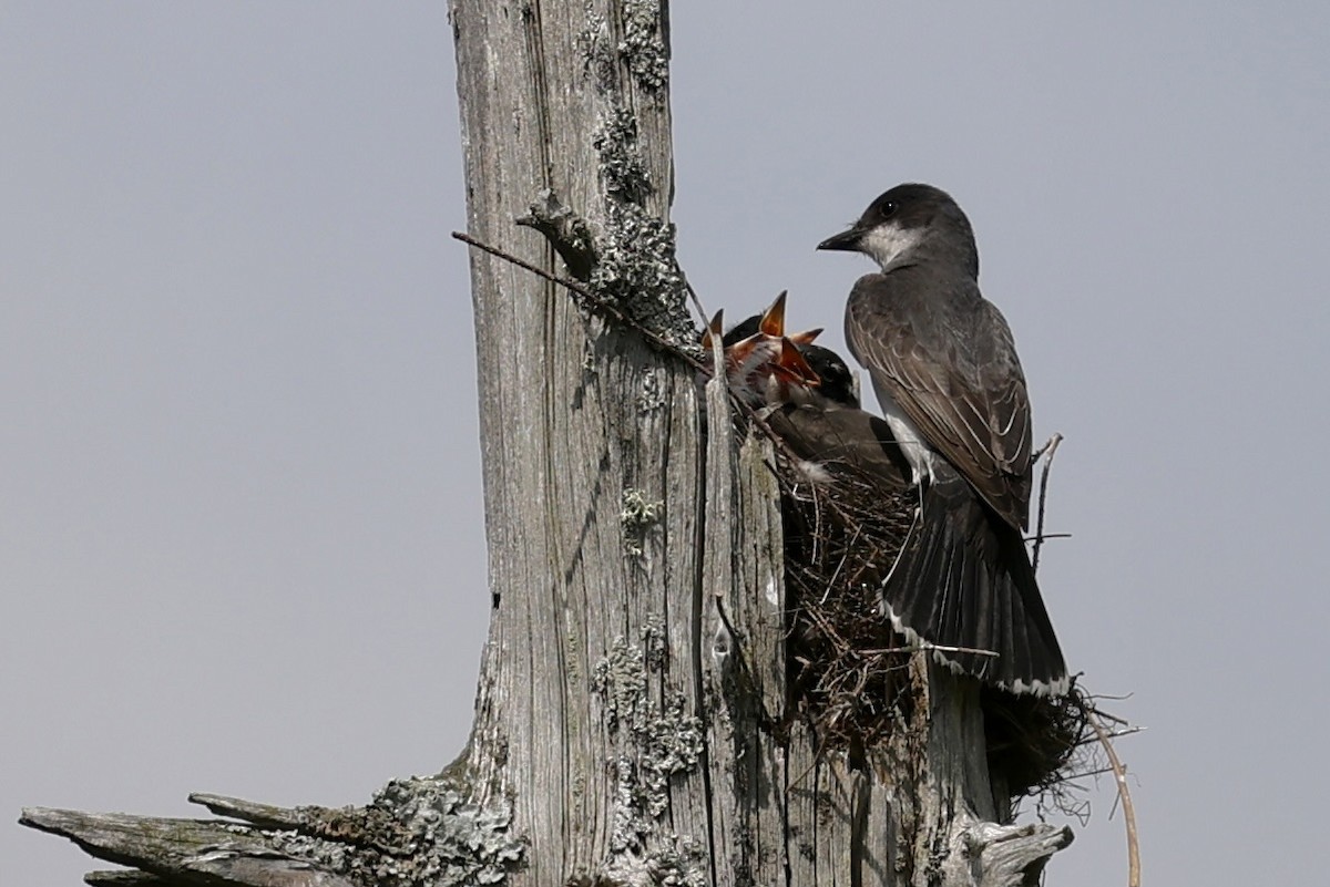 Eastern Kingbird - ML638436043