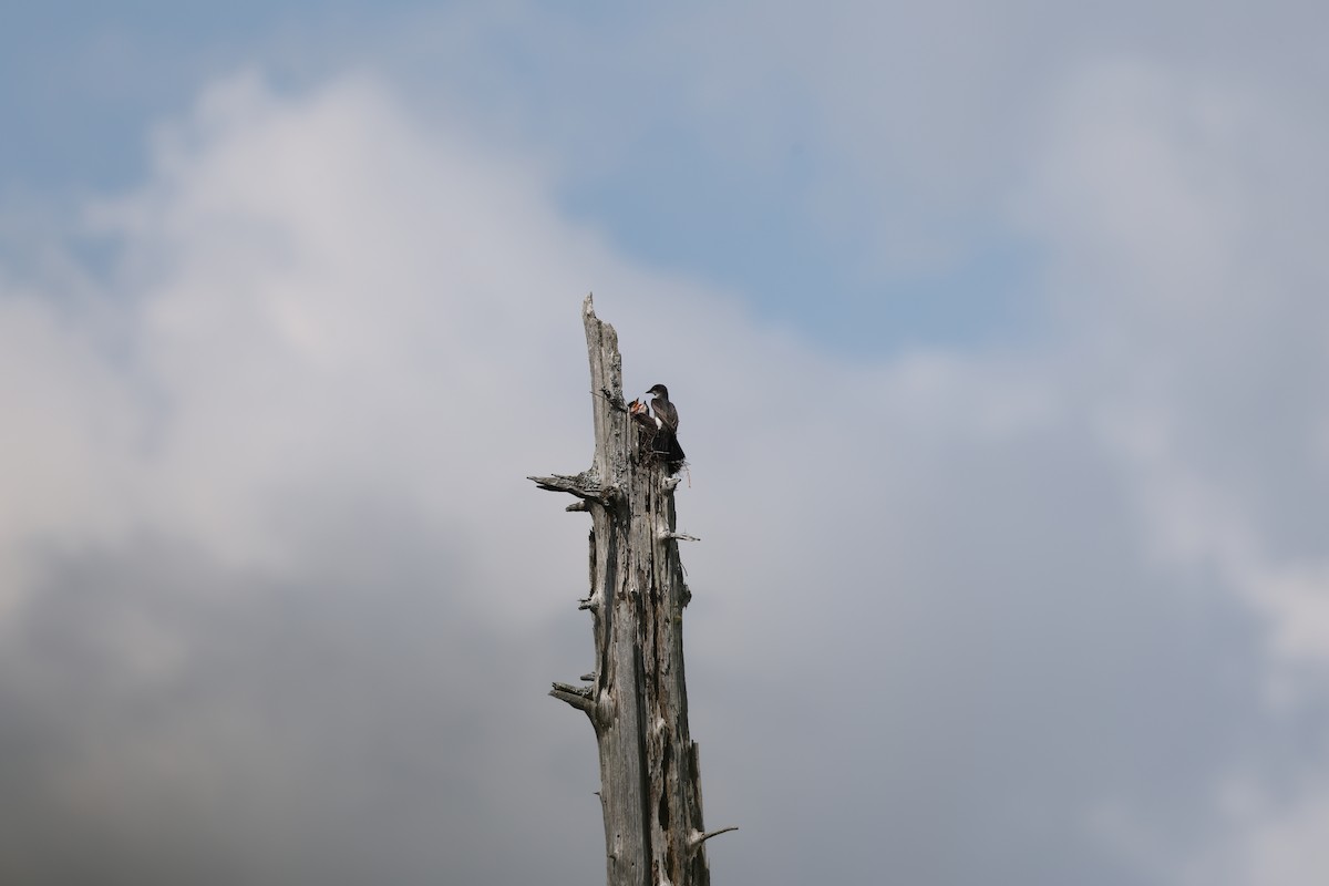 Eastern Kingbird - ML638436044