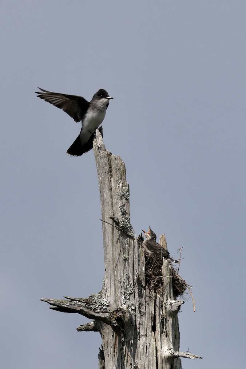 Eastern Kingbird - ML638436048