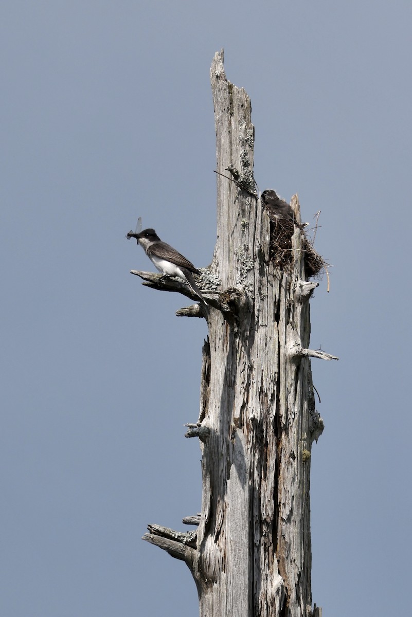 Eastern Kingbird - ML638436049