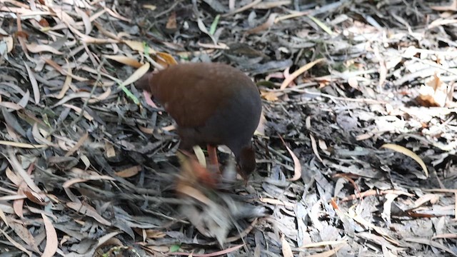 Orange-footed Megapode - ML638436051