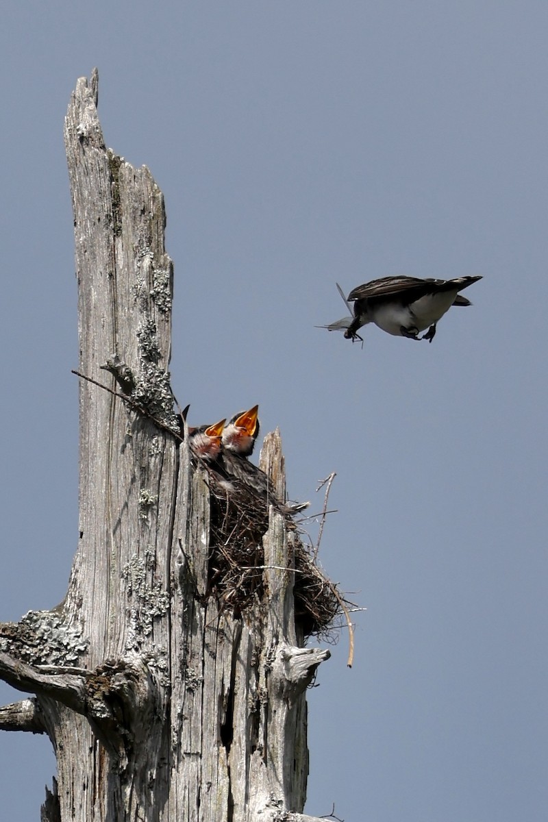 Eastern Kingbird - ML638436052