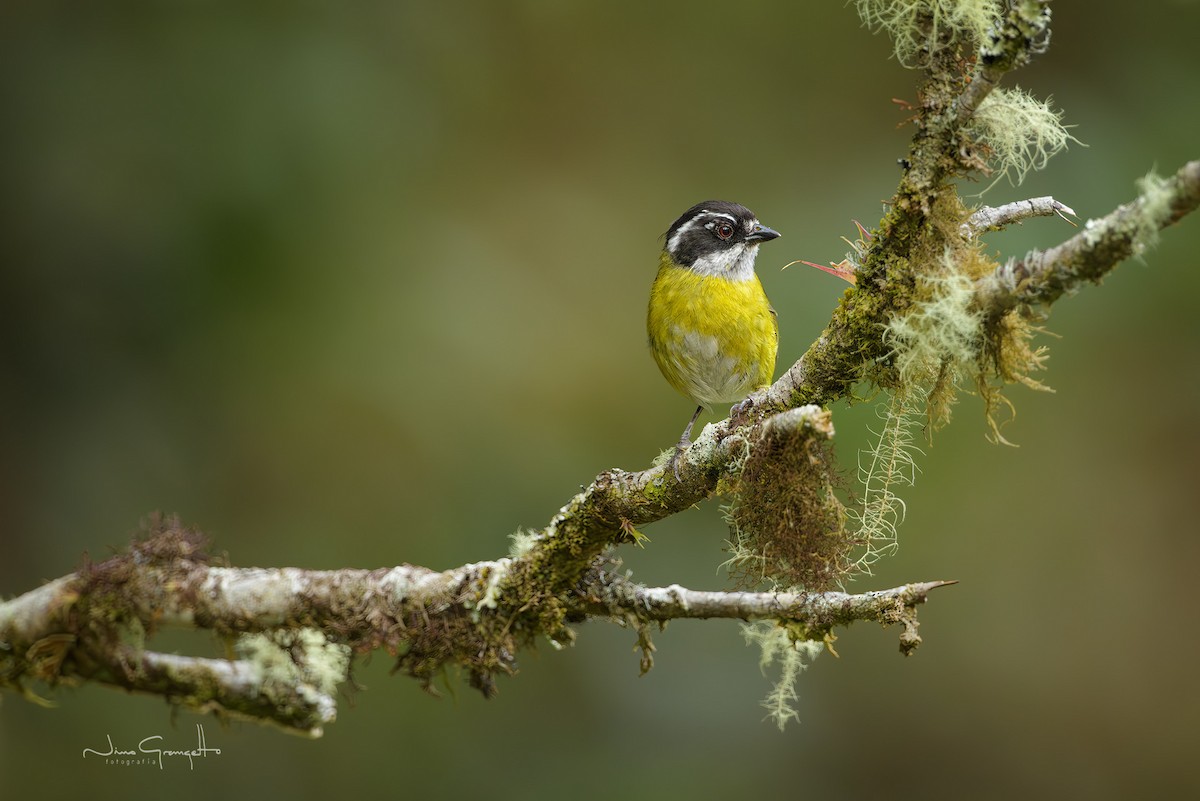 Sooty-capped Chlorospingus - ML638436053