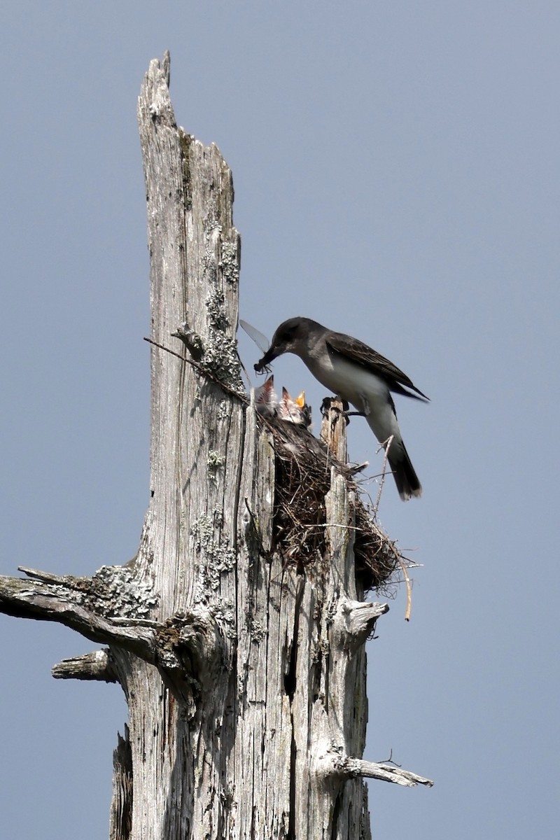 Eastern Kingbird - ML638436054