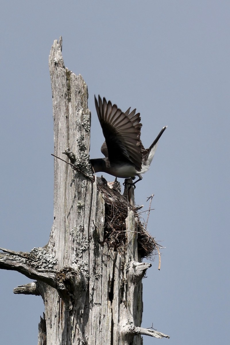 Eastern Kingbird - ML638436057