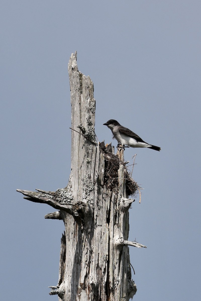 Eastern Kingbird - ML638436059