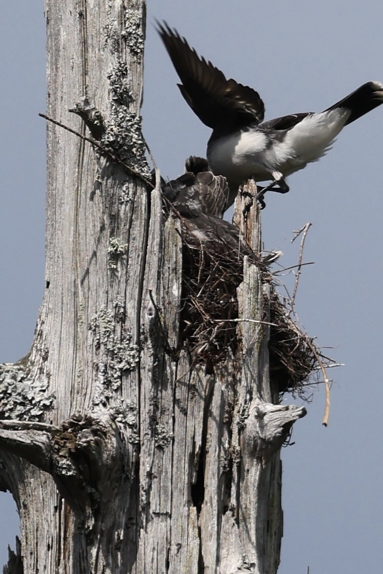 Eastern Kingbird - ML638436069