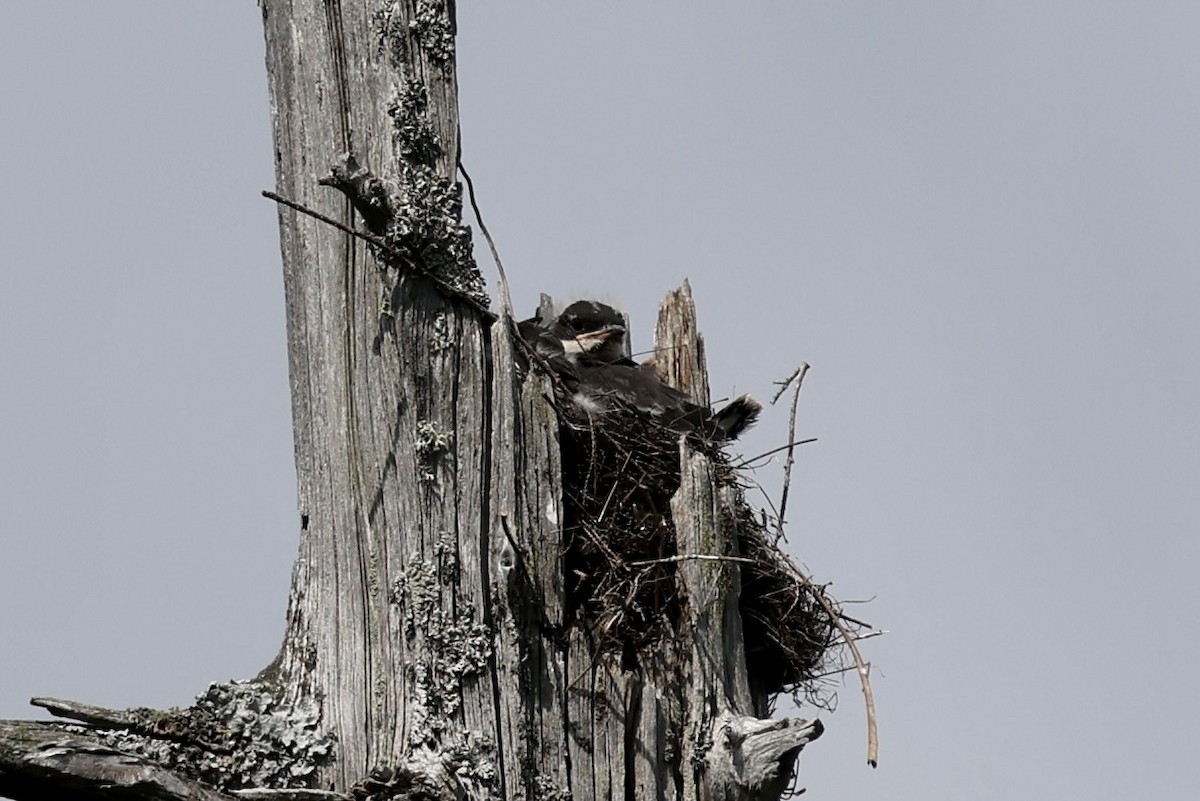 Eastern Kingbird - ML638436071