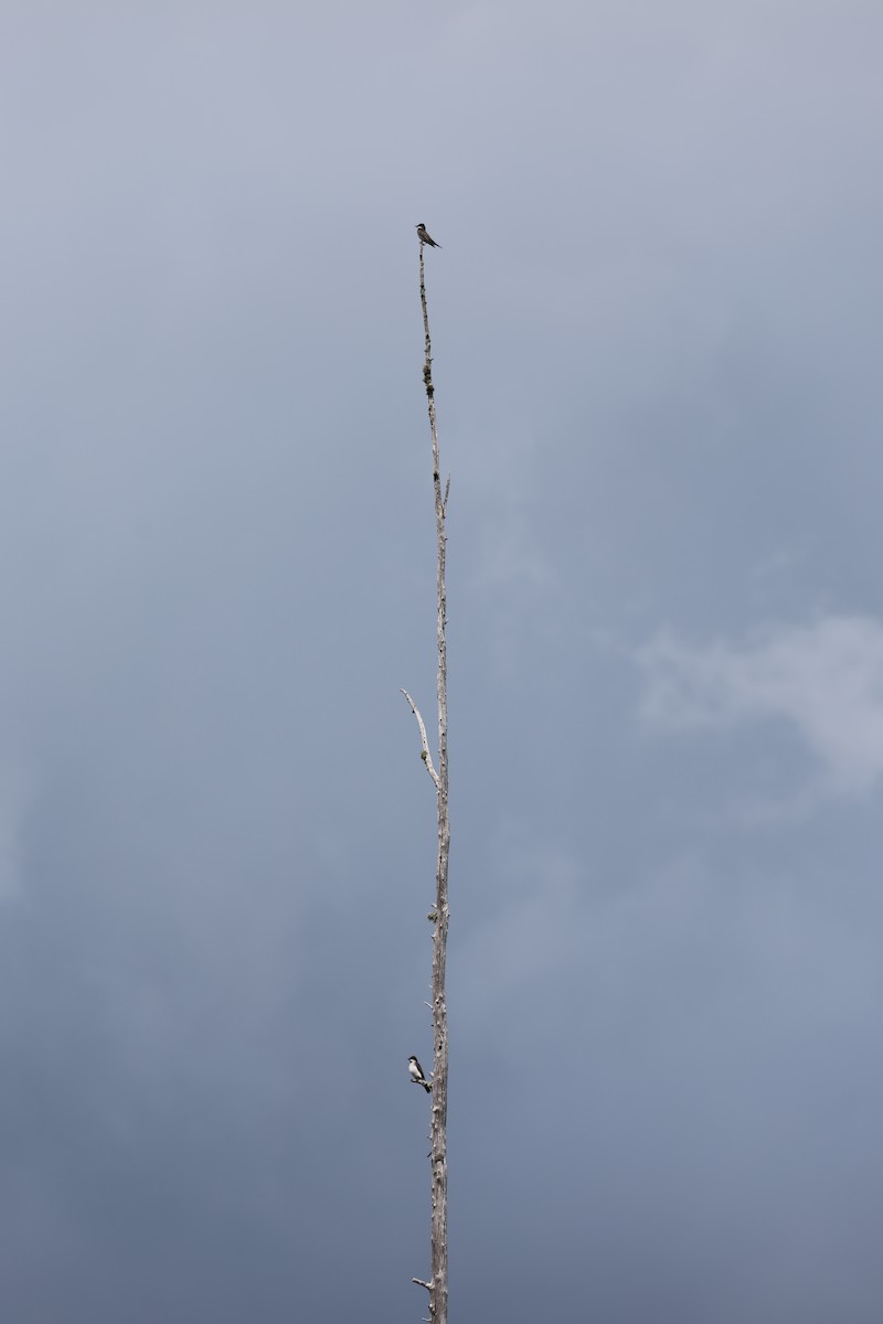 Eastern Kingbird - ML638436072