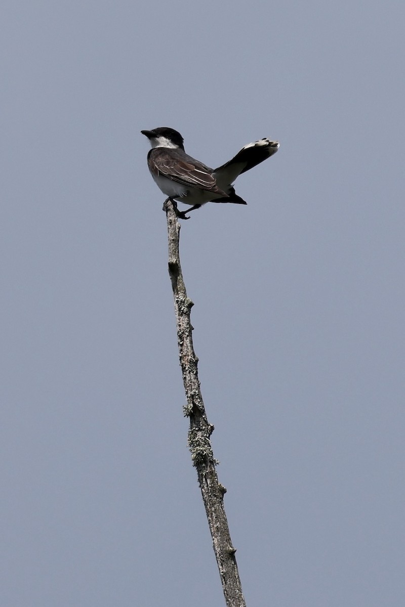 Eastern Kingbird - ML638436084
