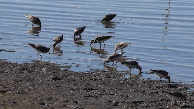 Great Knot - ML638436096