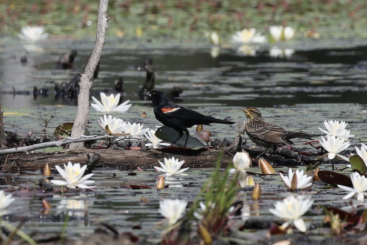 Red-winged Blackbird - ML638436107