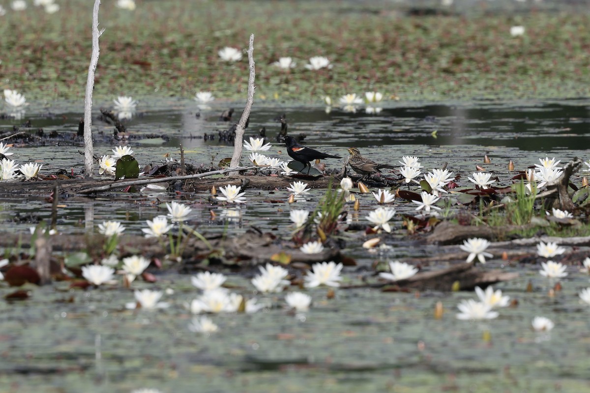Red-winged Blackbird - ML638436114