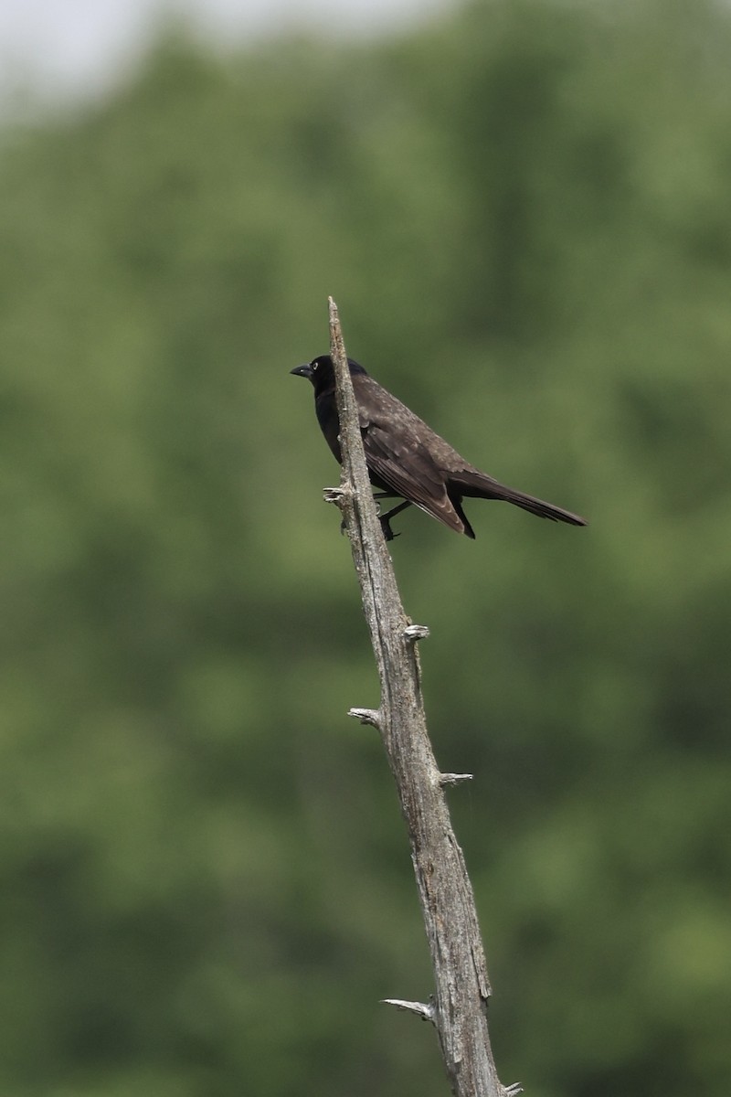 Common Grackle - ML638436147