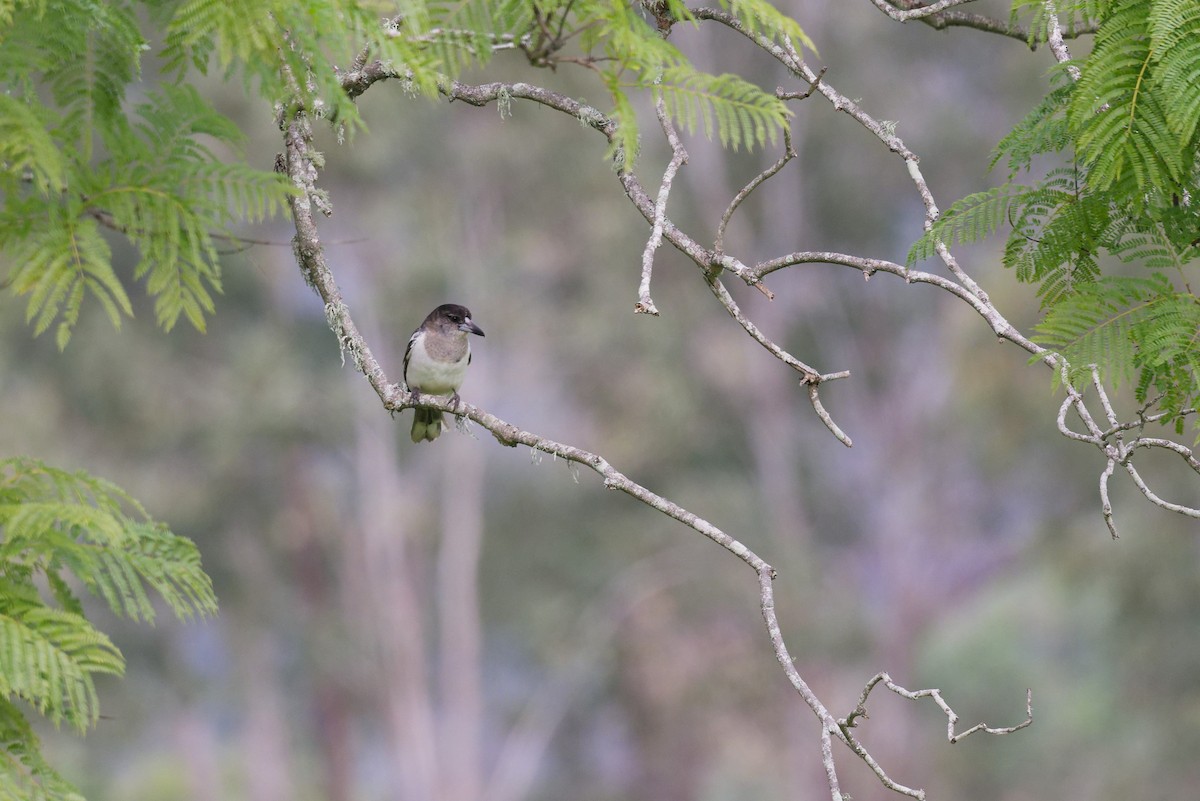 Pied Butcherbird - ML638436148