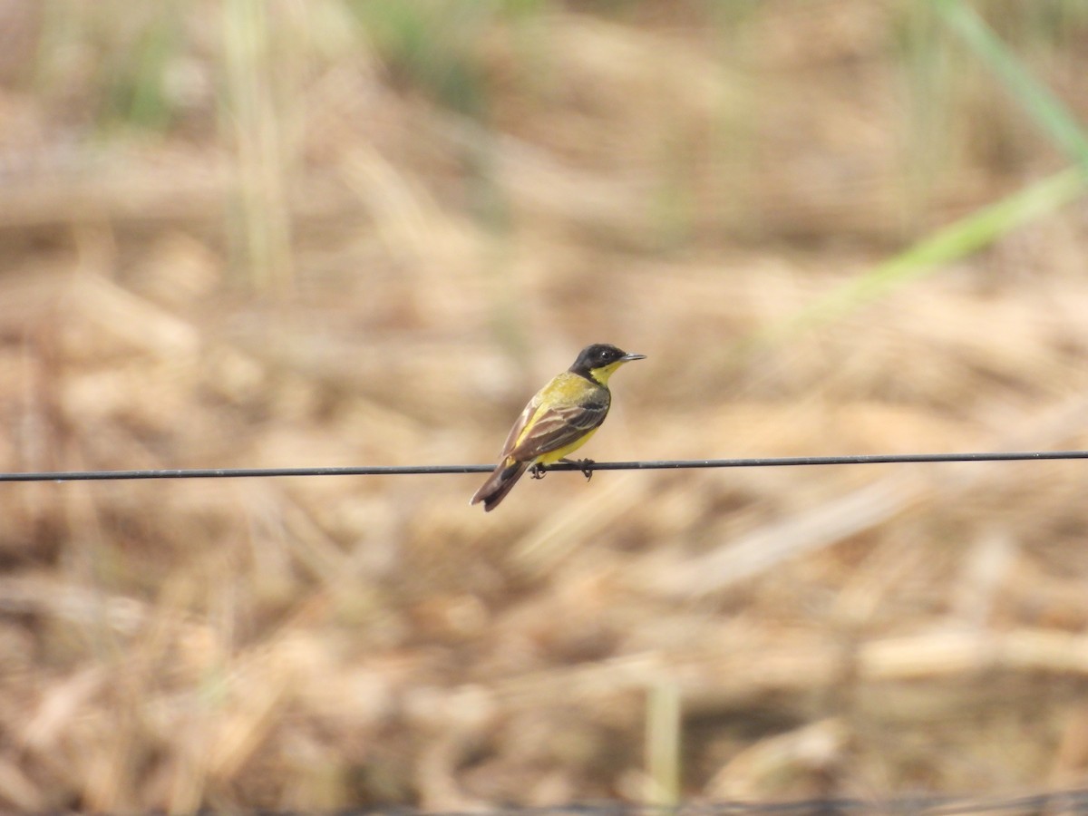 Western Yellow Wagtail (feldegg) - ML638436158