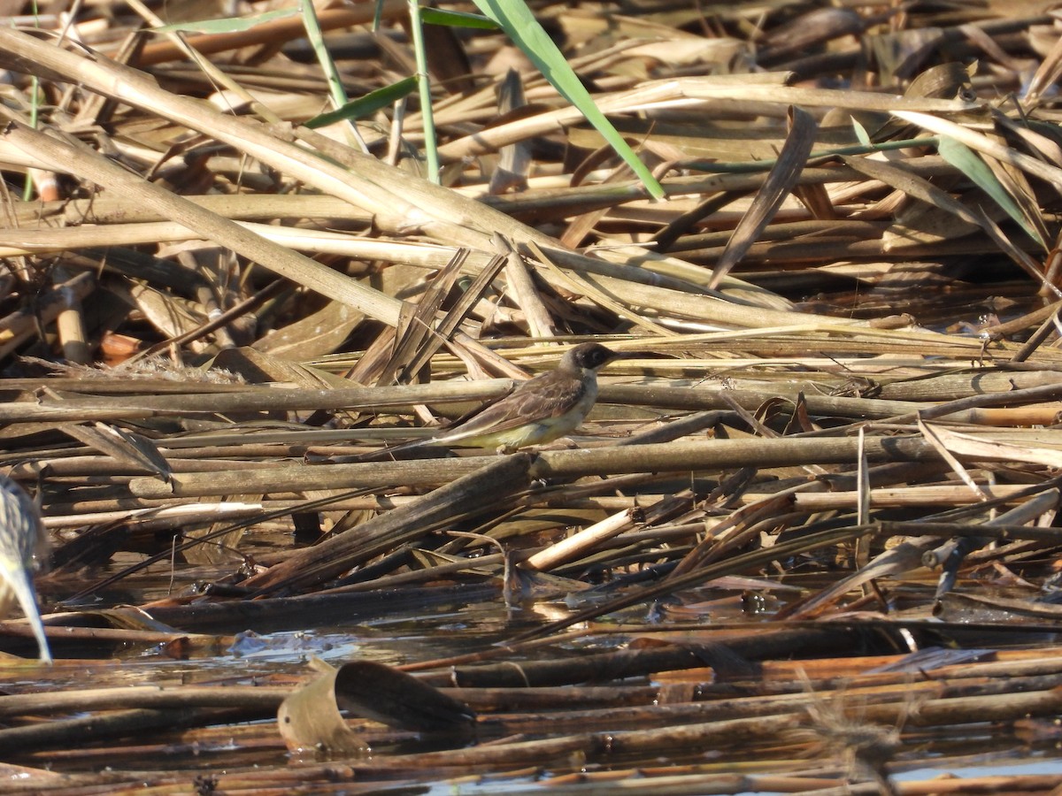 Western Yellow Wagtail (feldegg) - ML638436159