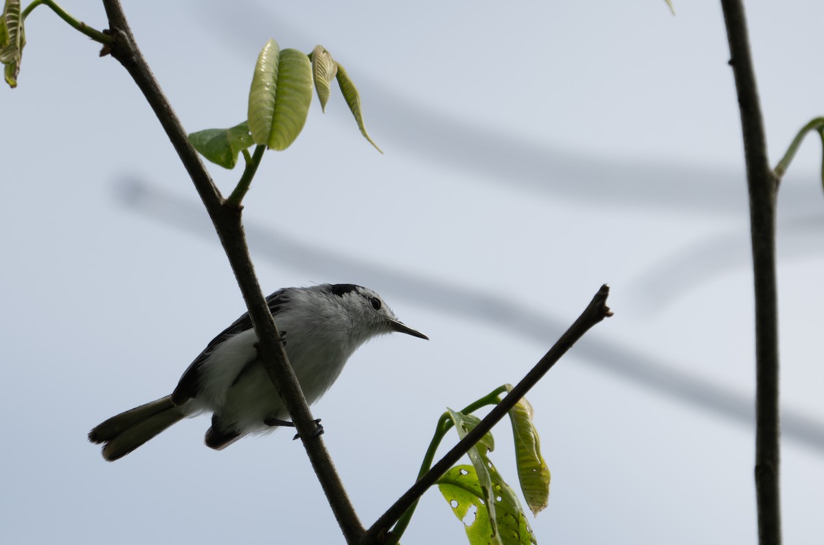White-browed Gnatcatcher - ML638436168