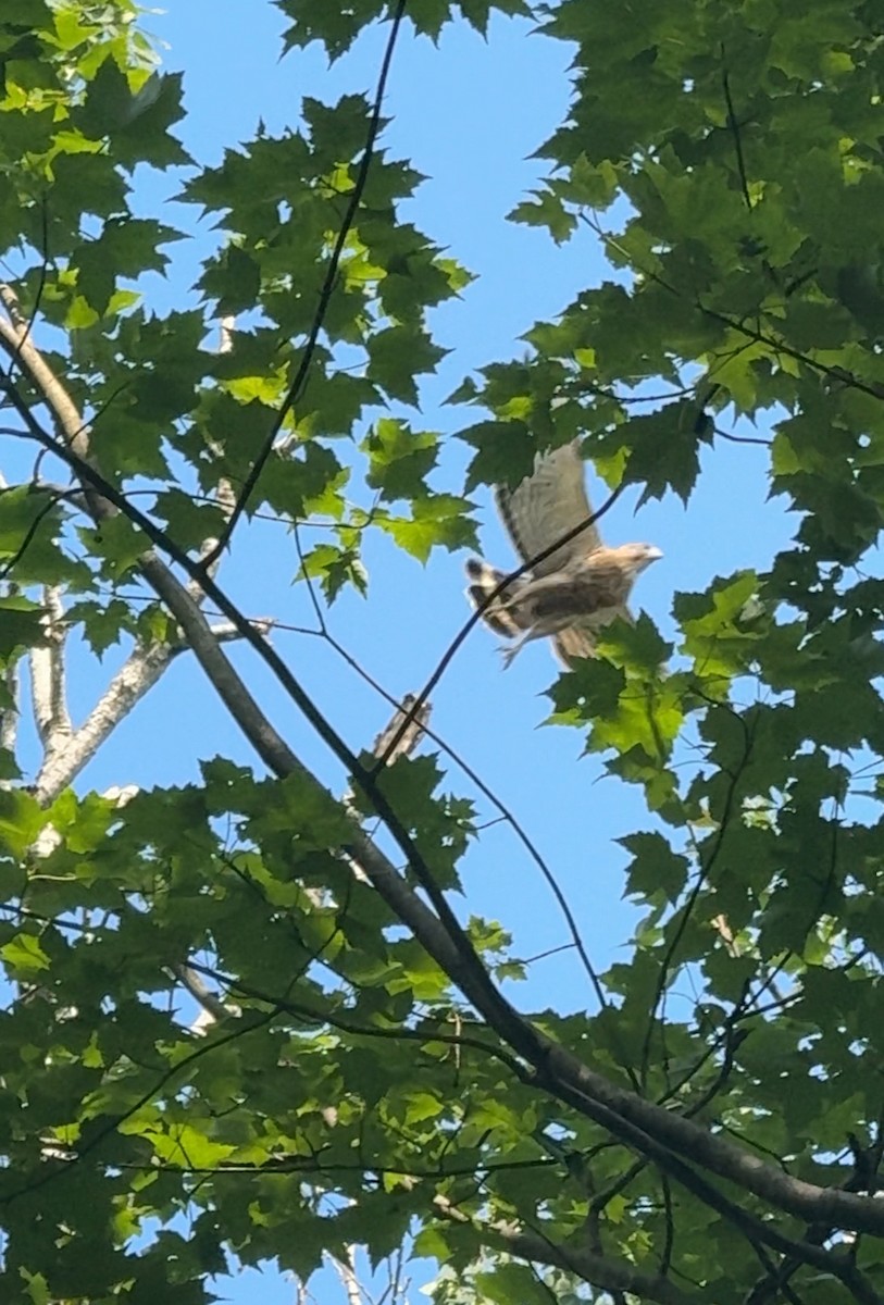 Broad-winged Hawk - ML638436185