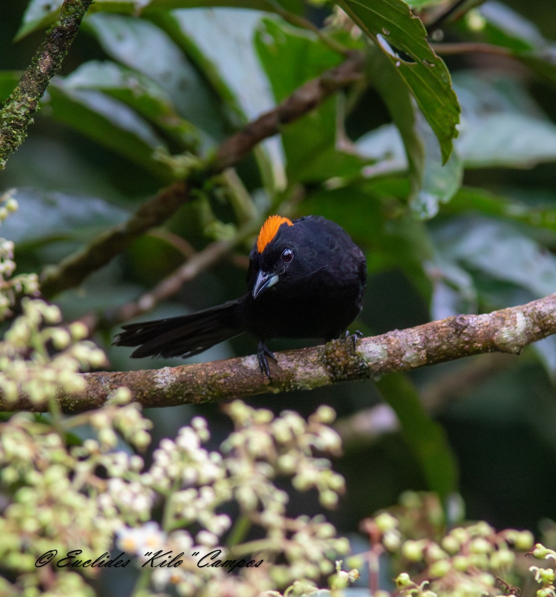 Tawny-crested Tanager - ML638436263