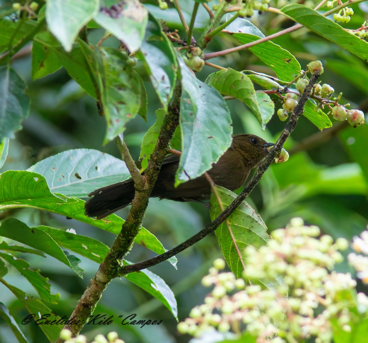 Tawny-crested Tanager - ML638436268