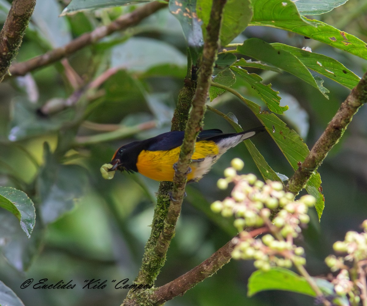 Tawny-capped Euphonia - ML638436270
