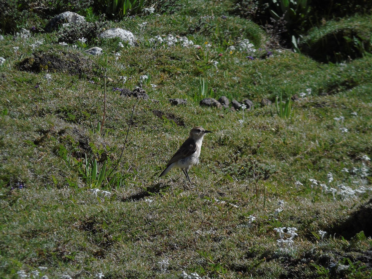 Ground Tit - ML638436286