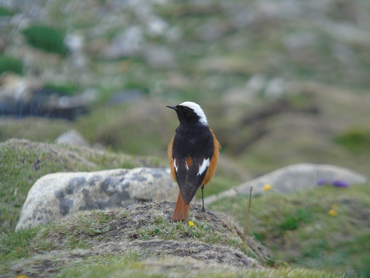 White-winged Redstart - ML638436292