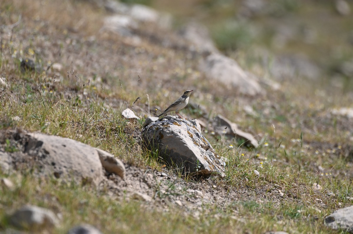 Kır İncirkuşu - ML638436306