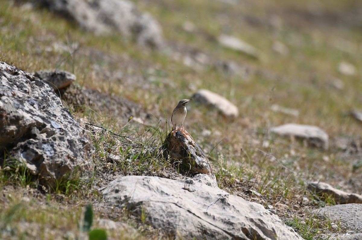 Kır İncirkuşu - ML638436307