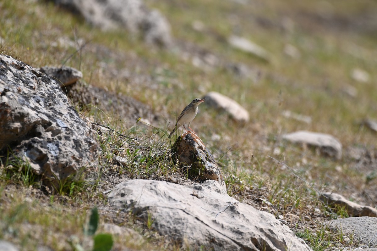 Kır İncirkuşu - ML638436309