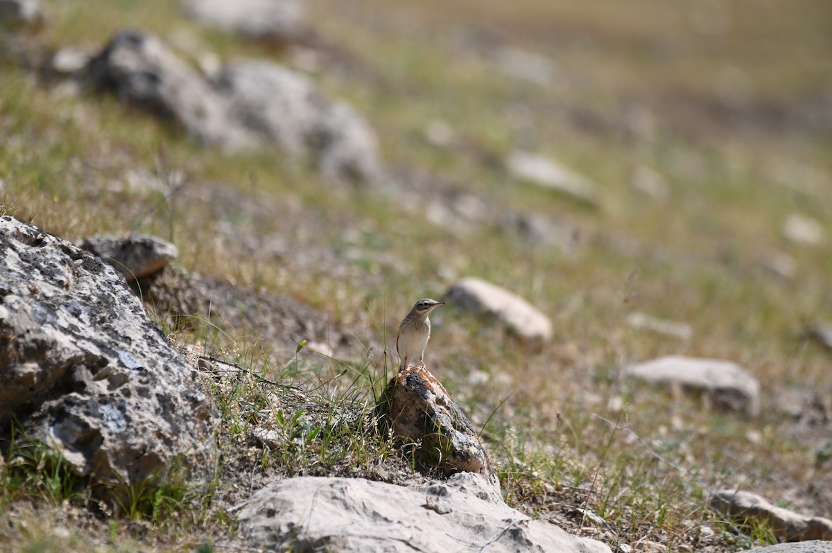 Kır İncirkuşu - ML638436310