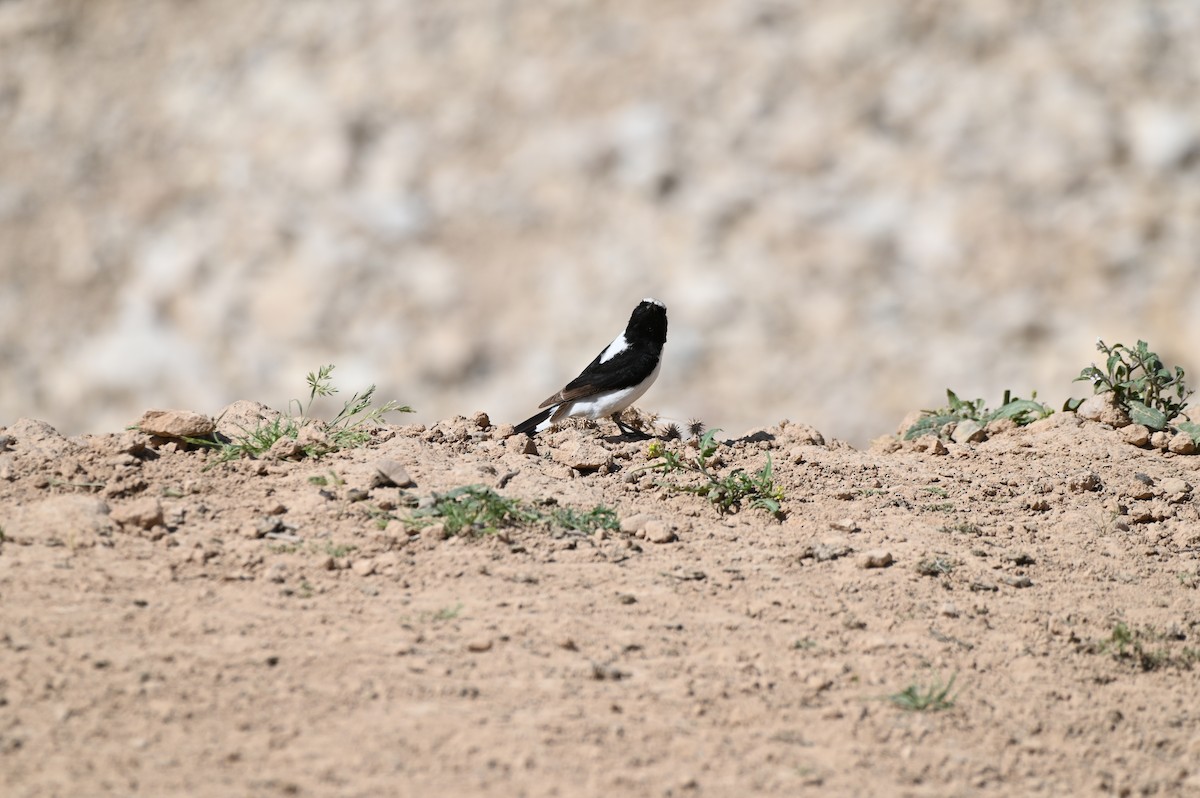 Ak Sırtlı Kuyrukkakan - ML638436332