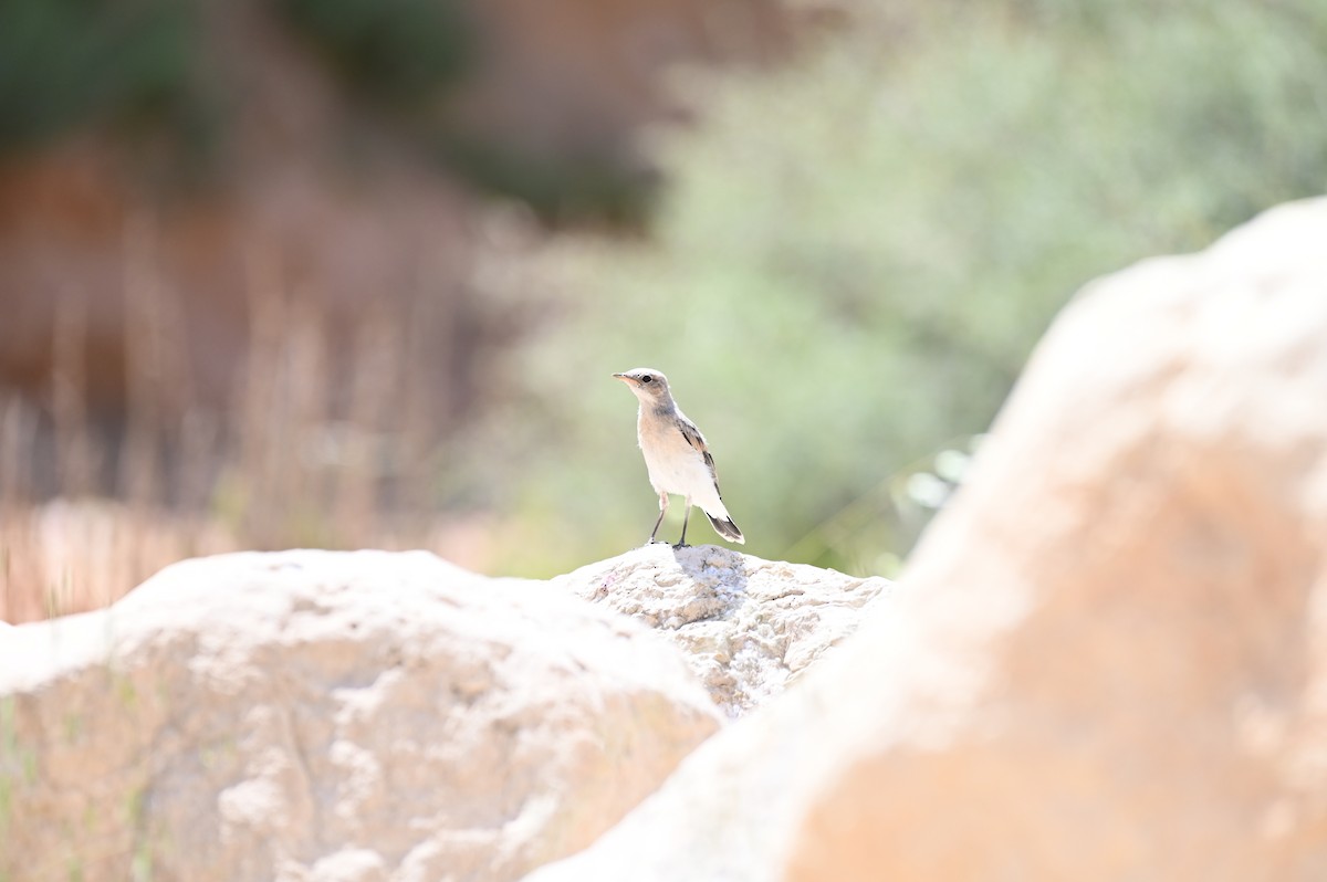 Ak Sırtlı Kuyrukkakan - ML638436338