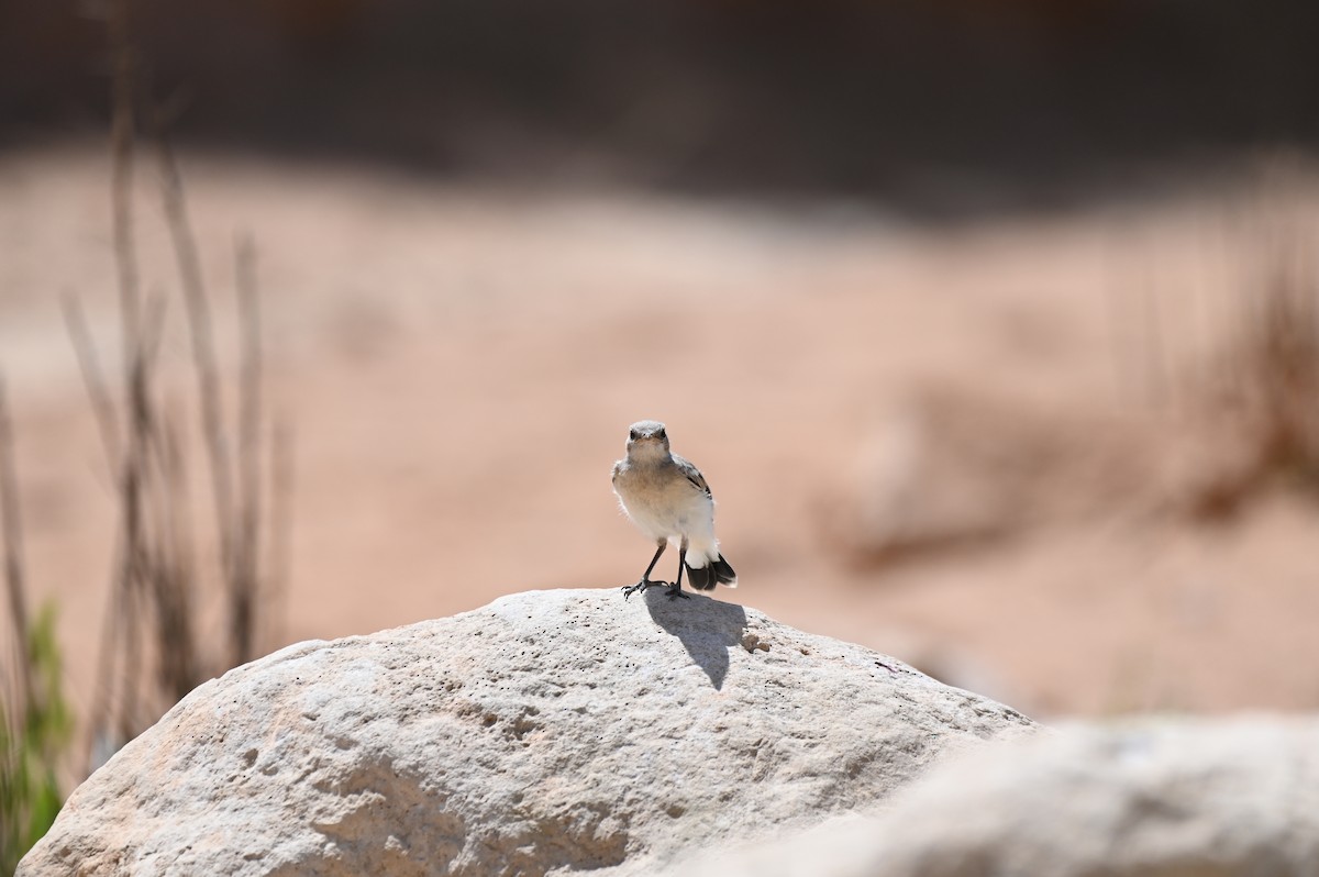 Ak Sırtlı Kuyrukkakan - ML638436339