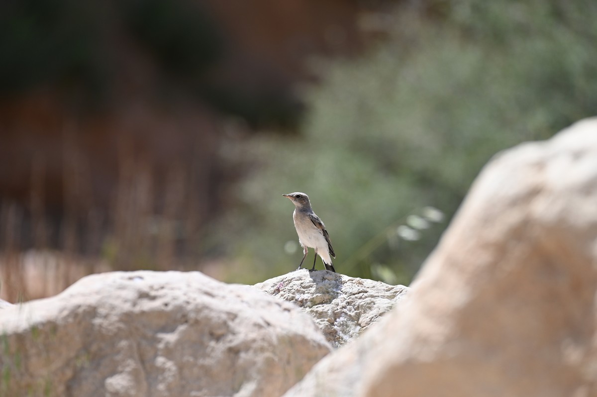 Ak Sırtlı Kuyrukkakan - ML638436340