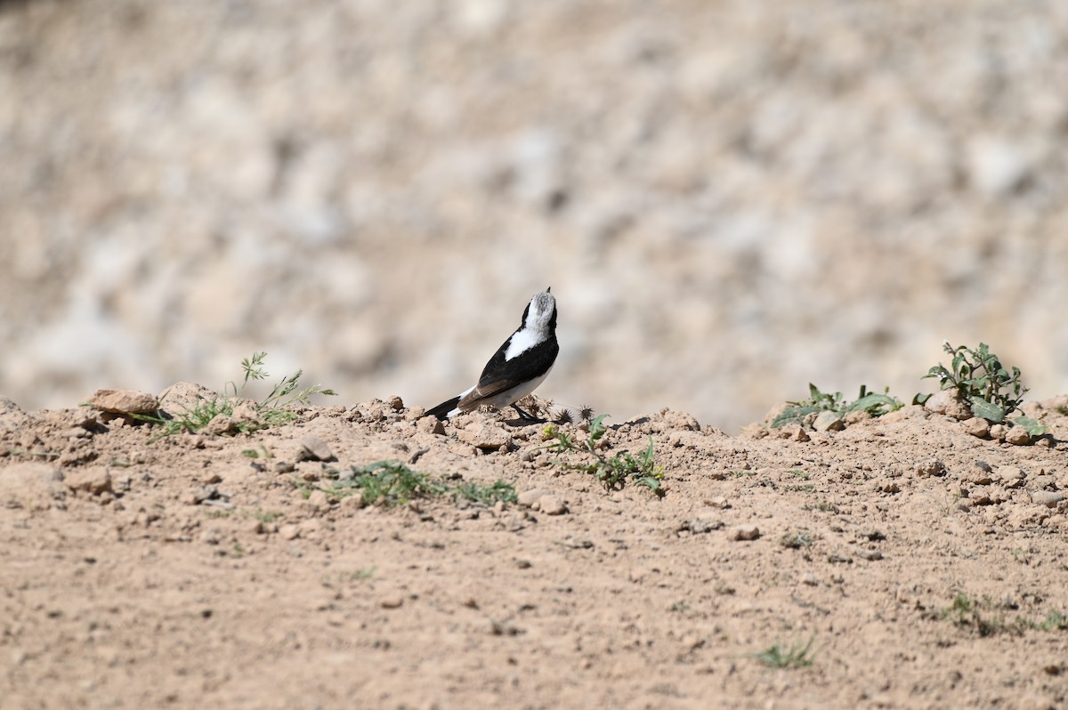 Ak Sırtlı Kuyrukkakan - ML638436341