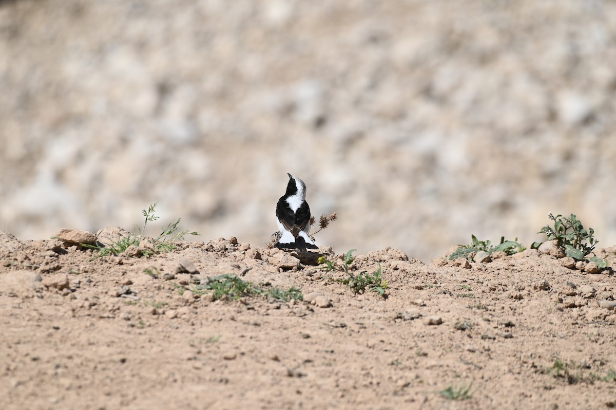 Ak Sırtlı Kuyrukkakan - ML638436342