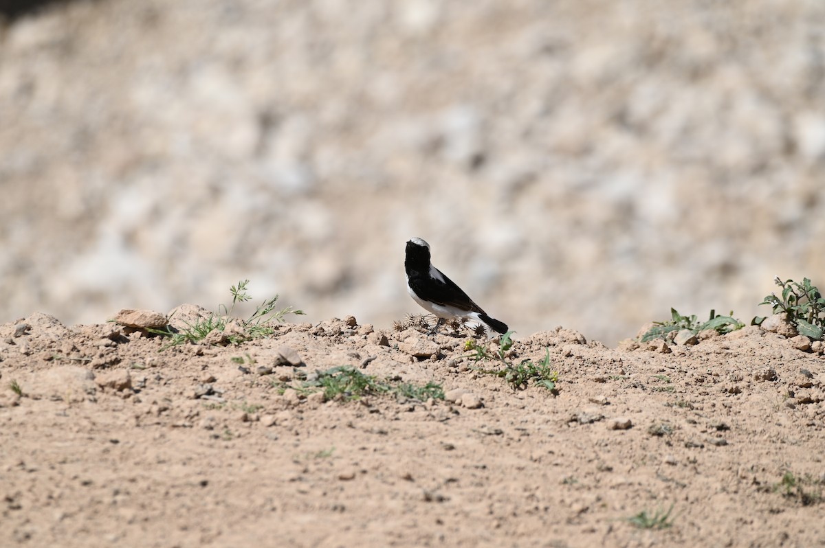 Ak Sırtlı Kuyrukkakan - ML638436343