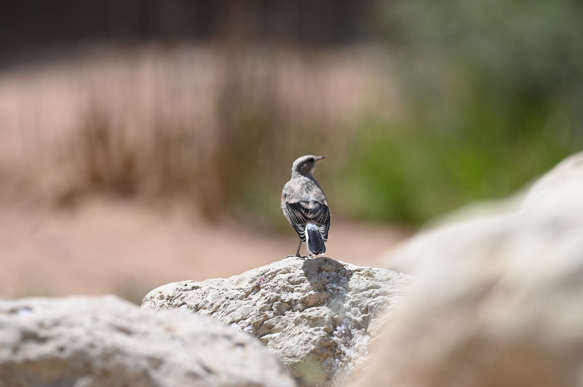 Ak Sırtlı Kuyrukkakan - ML638436344